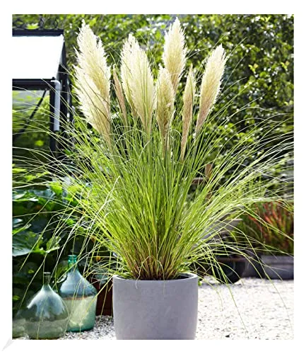 BALDUR Garten Weißes Pampasgras von BALDUR-Garten