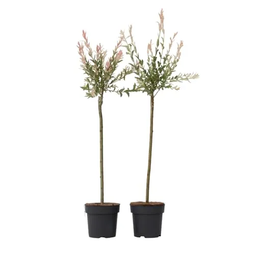 Plant in a Box