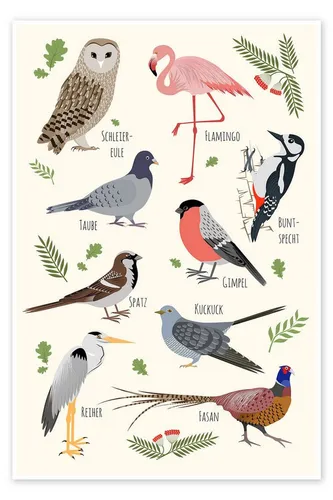 Posterlounge Wandbild Vogelarten, Kidz Collection, erhältlich als Poster, Leinwandbild, Wandsticker oder Acrylglasbild