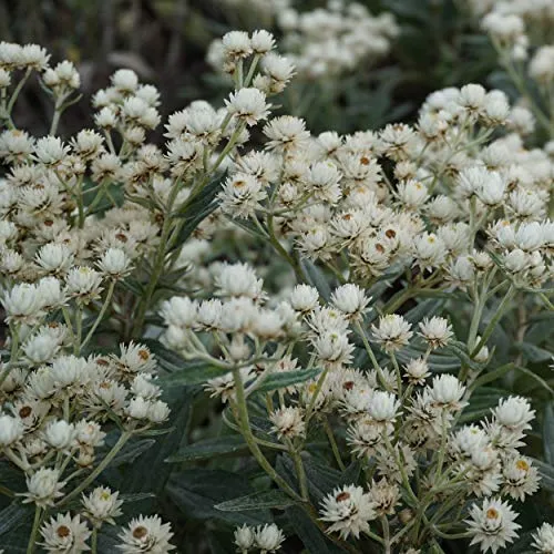 Produktbild Blumixx Stauden Anaphalis triplinervis 'Sommerschnee' – Garten-Perlkörbchen, weiß blühend, winterharte Staude, pflegeleicht, für Beet