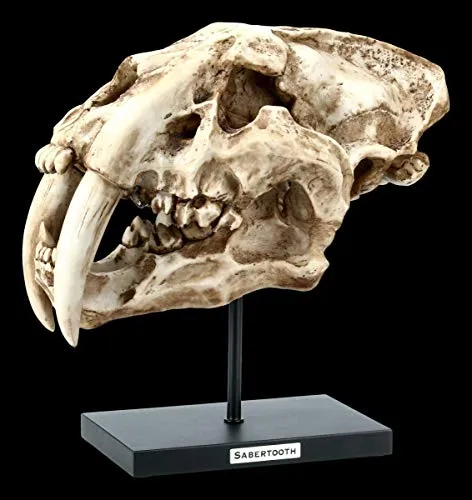 Figuren Shop GmbH Säbelzahntiger Totenkopf auf Metall Ständer - Beeindruckender Totenschädel | Replikat Deko