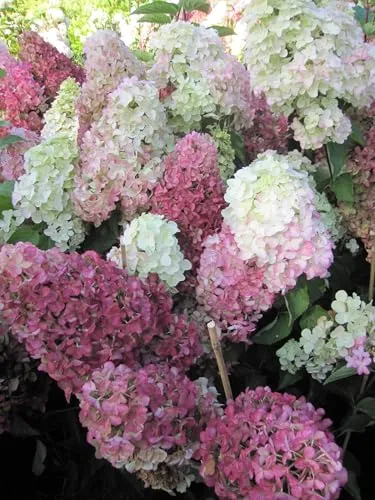 Hydrangea paniculata Fraise Melba ® - Rispenhortensie Fraise Melba ® - 40-60cm