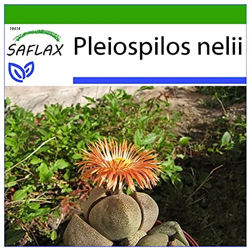 SAFLAX - Sukkulenten - Lebender Granit - 40 Samen - Mit keimfreiem Anzuchtsubstrat - Pleiospilos nelii