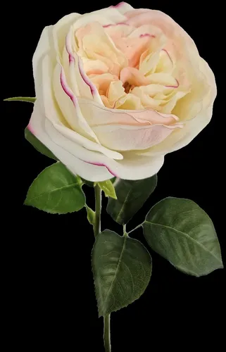 artplants Kunstrose GINKAL, Creme-Aprikose, 50cm