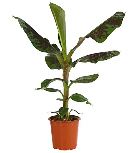 Dehner Banane Dwarf Cavendish - Kompakte Zimmerpflanze mit süßen Früchten - Obstsamen & -pflanzen, ca. 70-90 cm hoch und ideal für Balkon oder Terrasse, entwickelt aromatische, essbare Früchte.