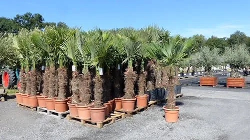 gruenwaren: XXXL Trachycarpus fortunei Hanfpalme 180-210 cm - Baumsamen & -pflanzen, winterharte Palme bis -18°C, bringt tropisches Flair in Ihren Garten und ist ideal für jedes Klima.
