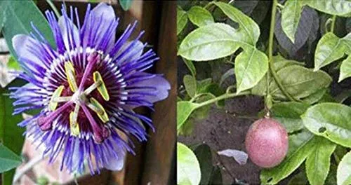 Stk - 15x Passiflora Blue caerulea Blaue Passionsblume Pflanzen - Samen A196 - Seeds & Plants Shop by Ipsa