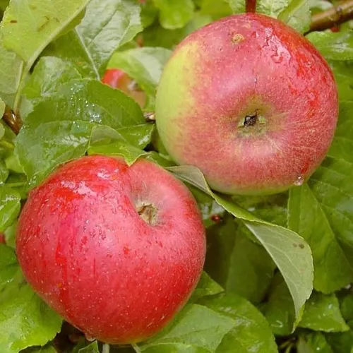 Prinz Albrecht von Preußen Herbstapfel Zwergbaum Topfballen M9 einjg.