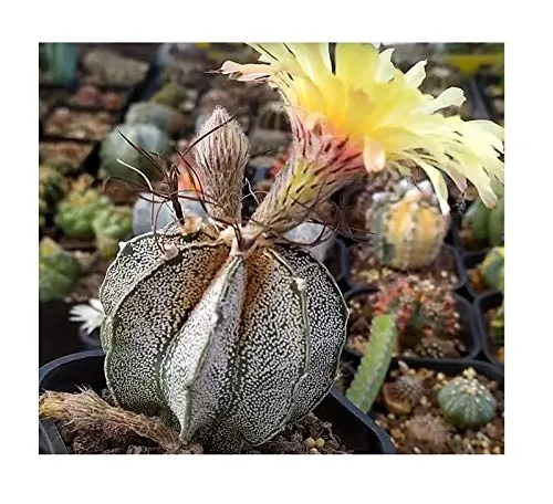 Stk - 10x Astrophytum capricorne Kaktus Garten Pflanzen - Samen B736 - Seeds & Plants Shop by Ipsa