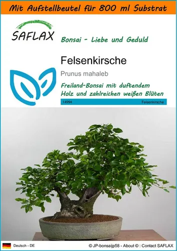 SAFLAX Blumensamen SAFLAX - Garden in the bag - Felsenkirsche