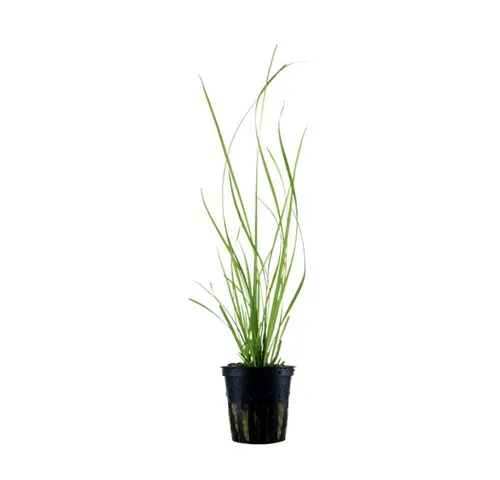 Aquaone Wasserpflanze Aquarium Pflanze Cyperus helferi Nr.333A