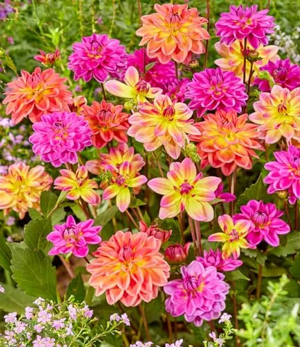 BALDUR Garten 3er Dahlien-Mix 'Pacific', Knollen in Größe I, Dahlia, berauschende Farbenpracht, lange Blütezeit im Beet & Kübel, mehrjährig, pflegeleicht, Schnittblume, Schmuck für Beet und Vase