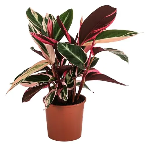 Dehner Korbmarante Triostar, Strohmanthe sanguinea, luftreinigende Wirkung, 20-30 cm inkl. Pflanztopf, Ø Topf 14 cm, Zimmerpflanze