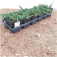 Pflanzen für Dich Bodendecker Cotoneaster micro. Streibs Findling