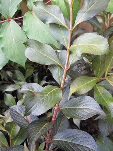 Weigela Black and White® - Zwerg-Weigelie Black and White® 40-60