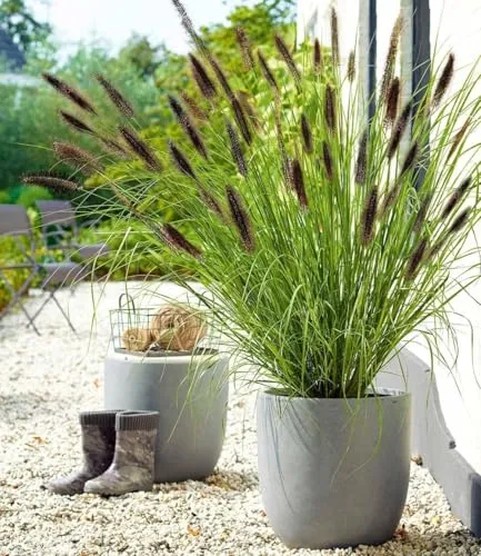 BALDUR Garten 3x Schwarzes Lampenputzergras, Pflanzen im 9x9 cm-Topf, Ziergras, winterharte Staude, trockenresistent, mehrjährig, blühend, Pennisetum alopecuroides var. viridescens, Federborstengras