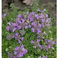 Produktbild Teppich Thymian - Thymus praecox