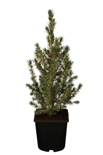 Picea glauca 'Conica' 20–30 cm – Winterhart, Immergrün, Pflegeleicht – Zuckerhutfichte – Nadelgehölz für Kübel & Beet