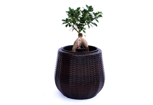 Elegant Einrichten Pflanzkübel Polyrattan Schale rund konisch D35xH32cm coffee braun (1 St)
