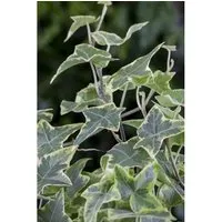 Hedera Helix Little Diamond Efeu Grün-Weiß Ca. 9x9 cm Topf