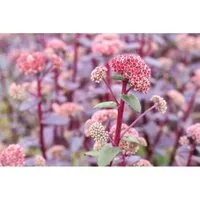 Sedum Telephium Red Cauli R Fette Henne Ca. 11x11 cm Topf