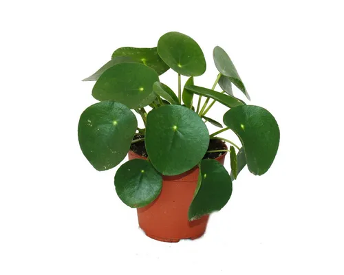 Exotenherz Pilea peperomioides - Glückstaler Zimmerpflanze 11cm - Besondere Zimmerpflanze mit einzigartigen, kreisrunden Blättern. Ideal für helle Fensterplätze und bringt Glück ins Zuhause. Topfgröße: 11cm, Gesamthöhe: ca. 15-25cm.