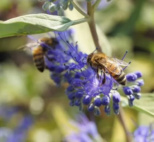 Bartblume `Kew Blue´, Caryopteris clandonensis, ca.60cm, im Topf