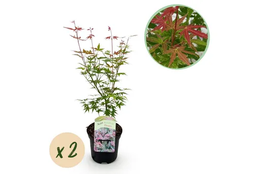 Exotenherz Beetpflanze Acer palmatum