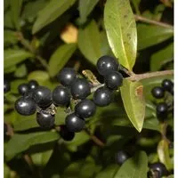 Schwarzgrüner Liguster 60-80cm