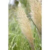 Pflanzen für Dich Gräser Cortaderia selloana Pumila - Kompaktes Pampasgras - Elegantes, kompakt wachsendes Pampasgras für Gärten und Terrassen, mit silbernen Blütenwedeln und pflegeleichtem Wuchs. Ideal für sonnige Standorte.