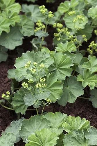 Alchemilla mollis 9x9 cm Topf – Winterhart, Mehrjährig, Pflegeleicht – Frauenmantel – Bodendecker für Beet & Rabatte