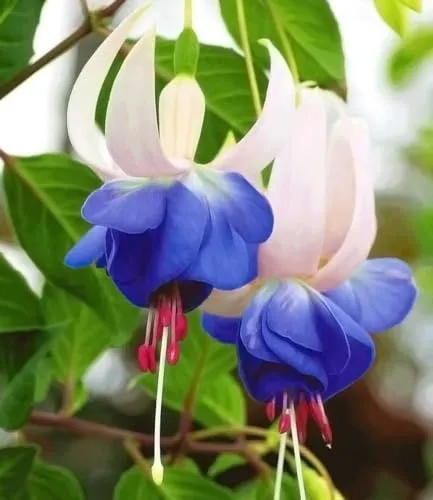BALDUR Garten Winterharte Fuchsien 'Blue Sarah' - 3 Pflanzen - Blumensamen & -pflanzen, winterhart und pflegeleicht, ideal für schattige Standorte mit blühenden Glöckchen über den ganzen Sommer!