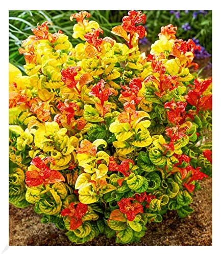 BALDUR Garten Traubenheide Curly Gold®, 1 Pflanze, attraktive Blattfärbung, winterhart, pflegeleicht, blühend, Leucothoe axillaris, außergewöhnliches Farbspiel