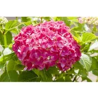 Hydrangea macrophylla 'Alpenglühen' - Bauernhortensie - Ziergehölz mit üppigen, ballförmigen Blüten in leuchtendem Karminrot. Ideal für Vorgärten, Terrassen und Beete, blüht von Juni bis September und benötigt halbschattige Standorte.