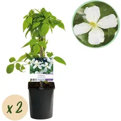 Everspring Kletterpflanze Große Weiße Blüten & Schnelles Wachstum – Clematis montana Grandiflora | Green boutiQ