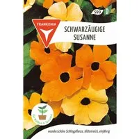 FRANKONIA Schwarzäugige Susanne