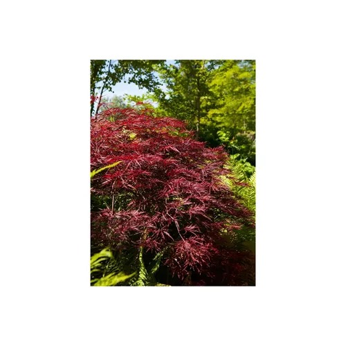 Acer Palmatum Red Pygmy - Japanischer Ahorn Rot 60–80 cm - Hausbaum mit tiefroten Blättern, ideal für Kübel und kleine Gärten. Pflegeleicht, winterhart und bringt Eleganz in jeden Außenbereich.