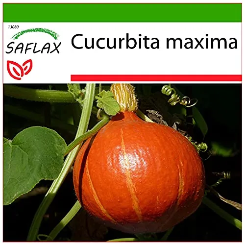 SAFLAX - Kürbis - Japan Hokkaido - 10 Samen - Mit keimfreiem Anzuchtsubstrat - Cucurbita maxima