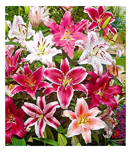 BALDUR Garten Lilien-Mix 'Parfum' Zwiebeln 14-16 cm - Attraktiver 5er Lilien-Mix mit großen, duftenden Blüten. Ideal für Beete, Töpfe oder als Schnittblume. Pflegeleicht, winterhart und mehrjährig für ein blühendes Gartenparadies.