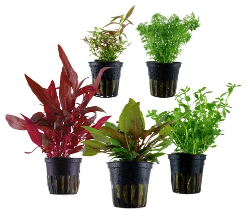 Dehner Wasserpflanze Aquarienpflanzen Set, 5-teilig, robuste Pflanzen für Süßwasser - Gestalten Sie Ihr Aquarium mit dem Dehner Aquarienpflanzen-Set. Fünf kräftige, pflegeleichte Pflanzen sorgen für eine harmonische Unterwasserlandschaft und bieten ideale Rückzugsorte für Fische und Garnelen.