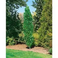 Liriodendron Tulipifera Fastigiatum - Säulen-Tulpenbaum 175–200 cm - Hausbaum mit tulpenförmigen Blüten und leuchtend gelbem Herbstlaub, ideal für große Gärten als pflegeleichter Solitärbaum. Winterhart, Wuchshöhe bis 15 m.