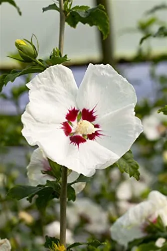 Hibiscus syriacus 'Red Heart' 40-60 cm - Gartenhibiskus mit weißen Blüten - Wunderschöner Gartenhibiskus mit weißen Blüten und rotem Auge, ideal für Hecken. Pflegeleicht, winterhart bis -20 °C und zieht Bienen an – perfekt für Gartenanfänger!