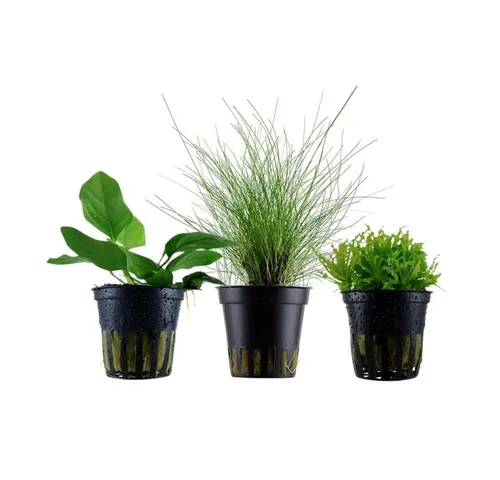 Aquaone Wasserpflanze Pflanzen Set mit 3 Vordergrund Wasserpflanzen Nr.225