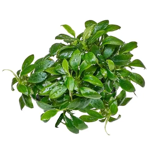 Anubias barteri var. nana Pangolino - in vitro 8,5cm Bechergröße - in vitro Wasserpflanzen für Aquarien …