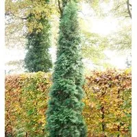 Produktbild Säulen Lebensbaum 80-100cm - Thuja occidentalis