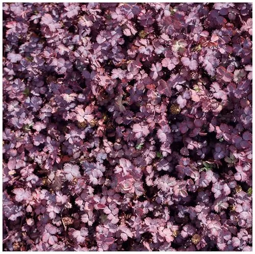 Stauden Gänge 10 x Acaena inermis 'Purpurea' (Immergrün/Stauden/Staude/Mehrjährig/Bodendecker/Winterhart) Purpur Stachelnüsschen