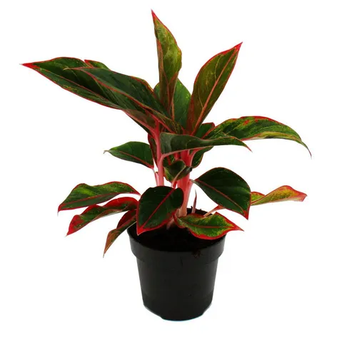 Exotenherz Zimmerpflanze Aglaonema Buntblättriger Kolbenfaden Ausgefallene Sorten 12cm