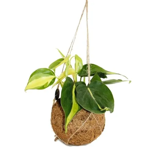 Kokodama Philodendron scandens Brasil im Kokodama-Gefäß zum Hängen zweifarbiger Baumfreund ca. 13cm
