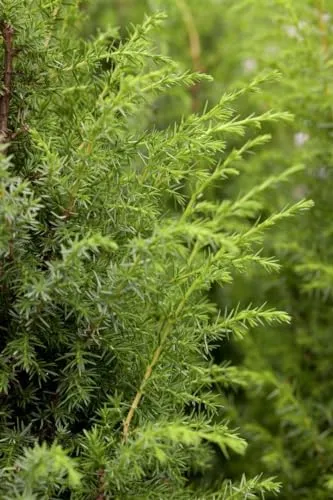 Gemeiner Wacholder (Juniperus communis) 60-80 cm – Pflegeleichte Heckenpflanze