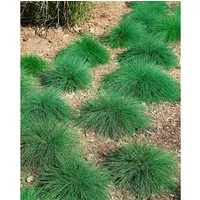 Festuca Ovina Eisvogel Schwingel Blaugrün Ca. 9x9 cm Topf